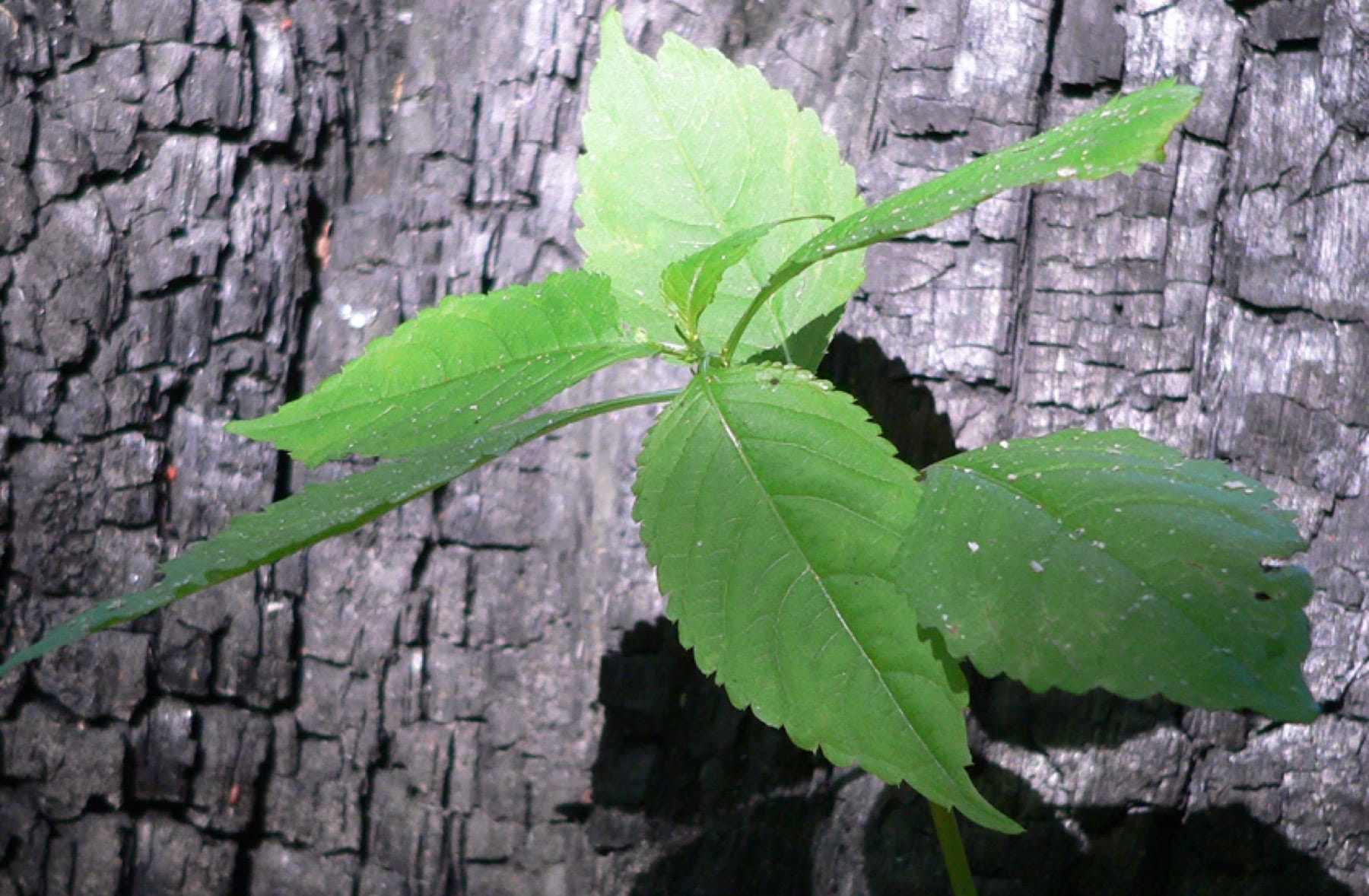 Young green sapling growing against charred tree bark