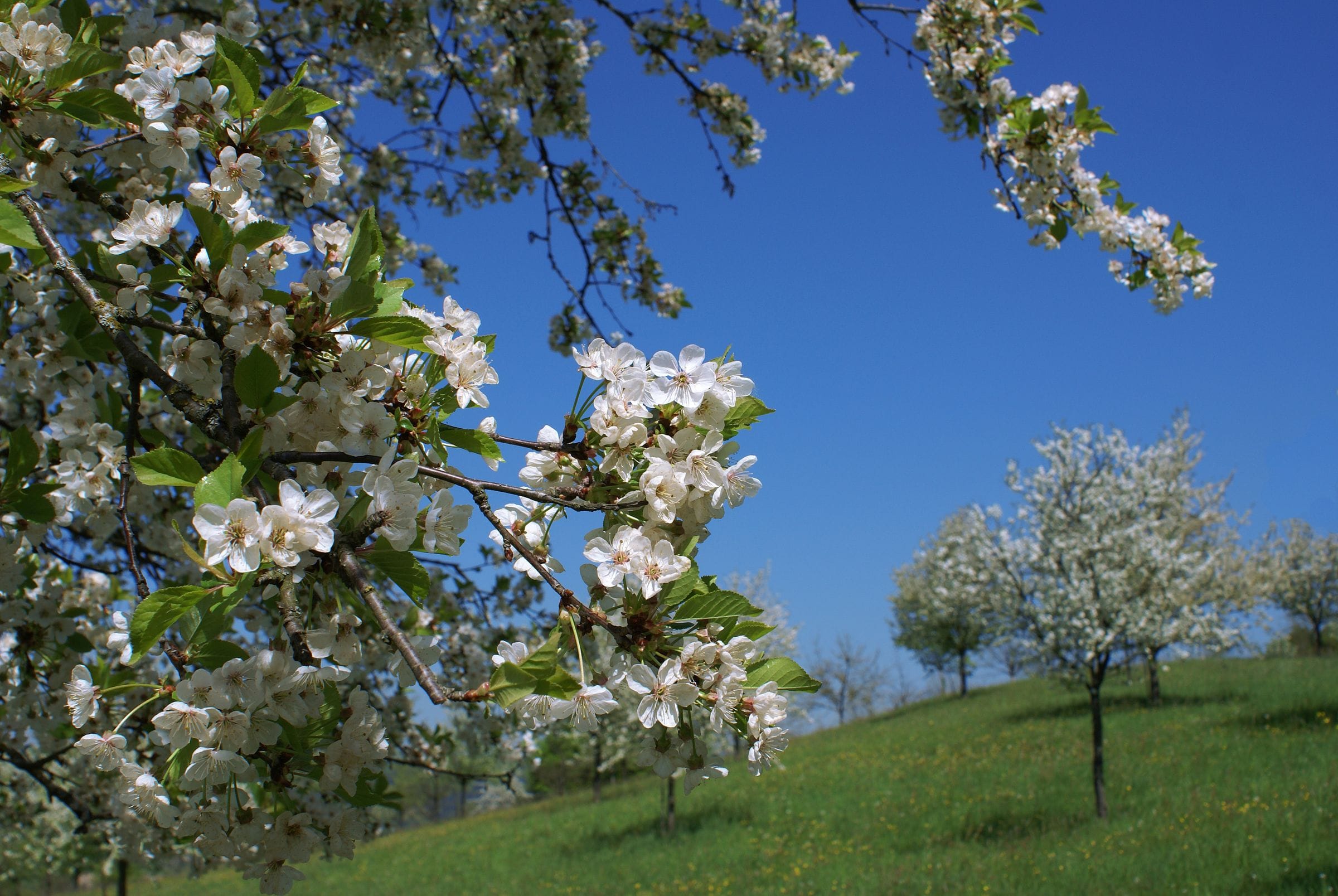 Cherry trees covered in white spring blossom on a grassy hillside