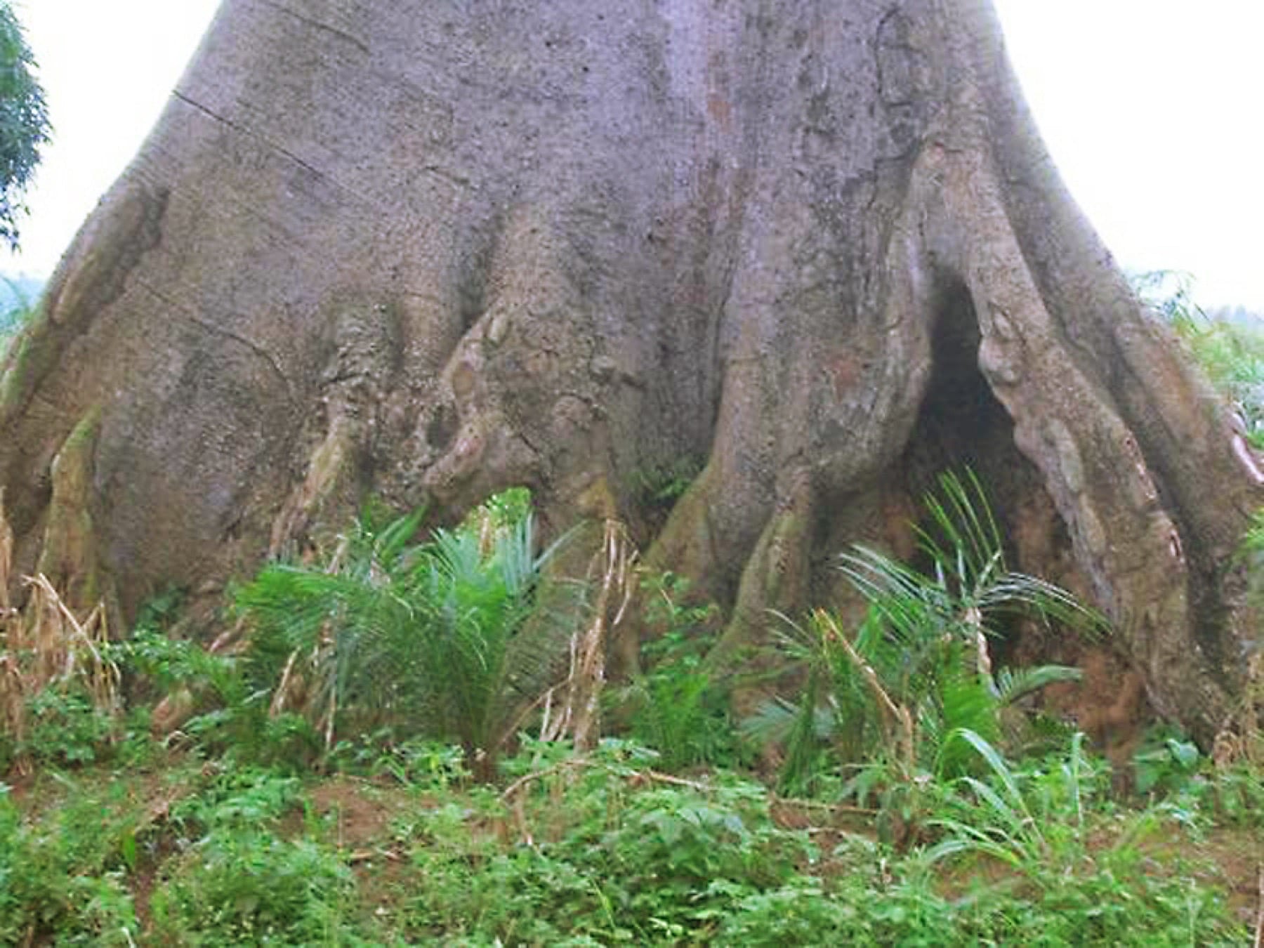 Huge buttressed trunk of a mature African iroko tree surrounded by ferns
