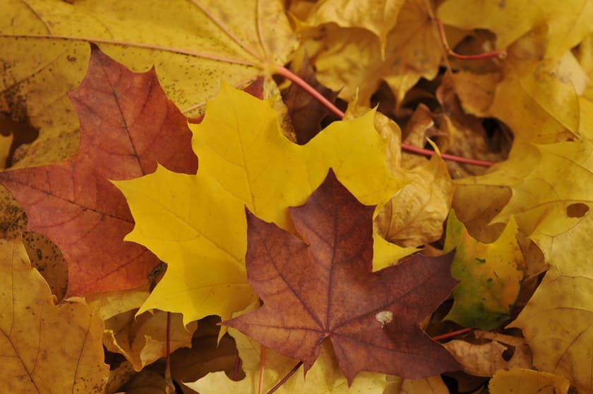 Fallen maple leaves in yellow and russet autumn colours