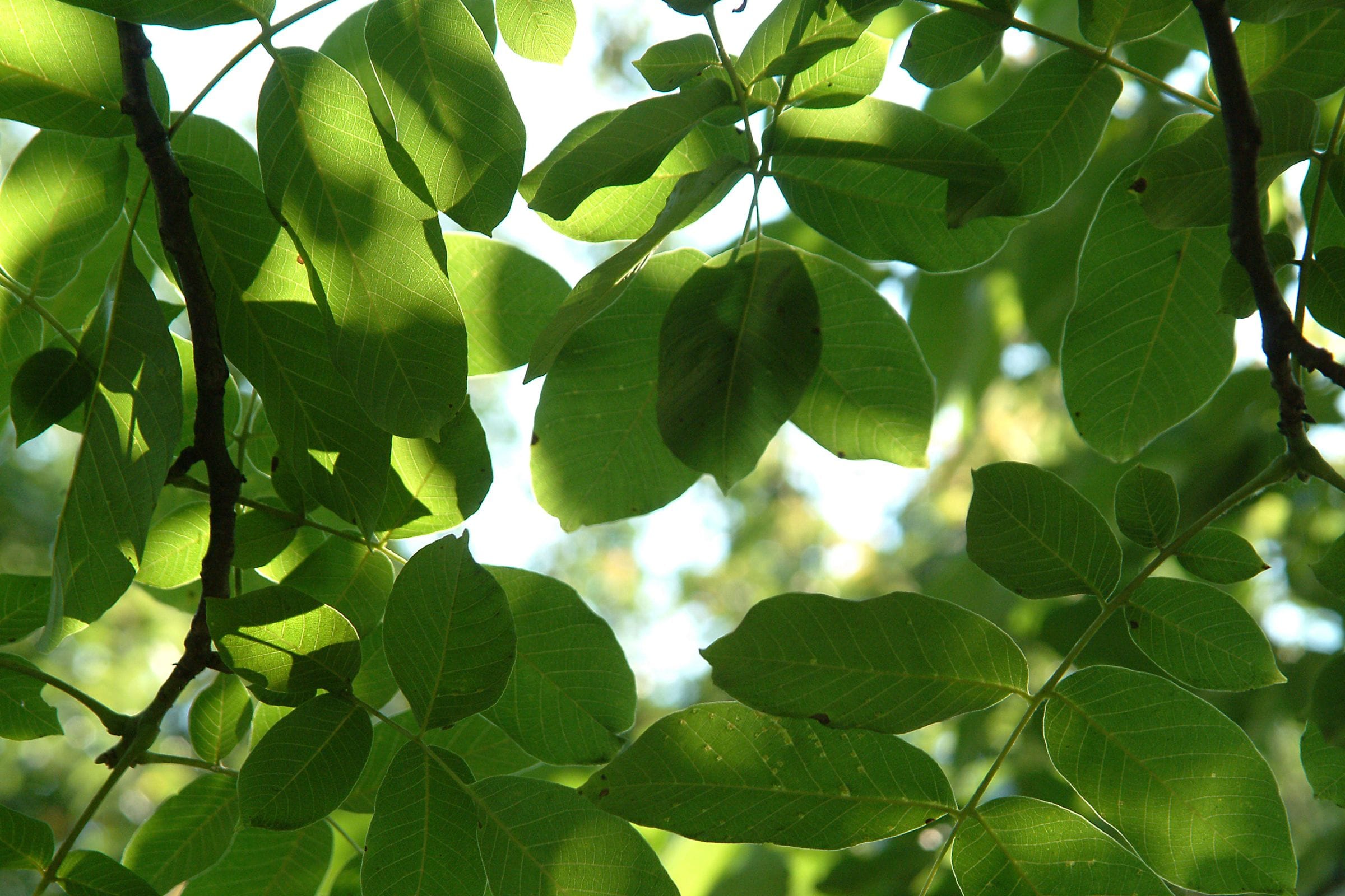 Green American walnut leaves backlit by sunlight in the tree canopy