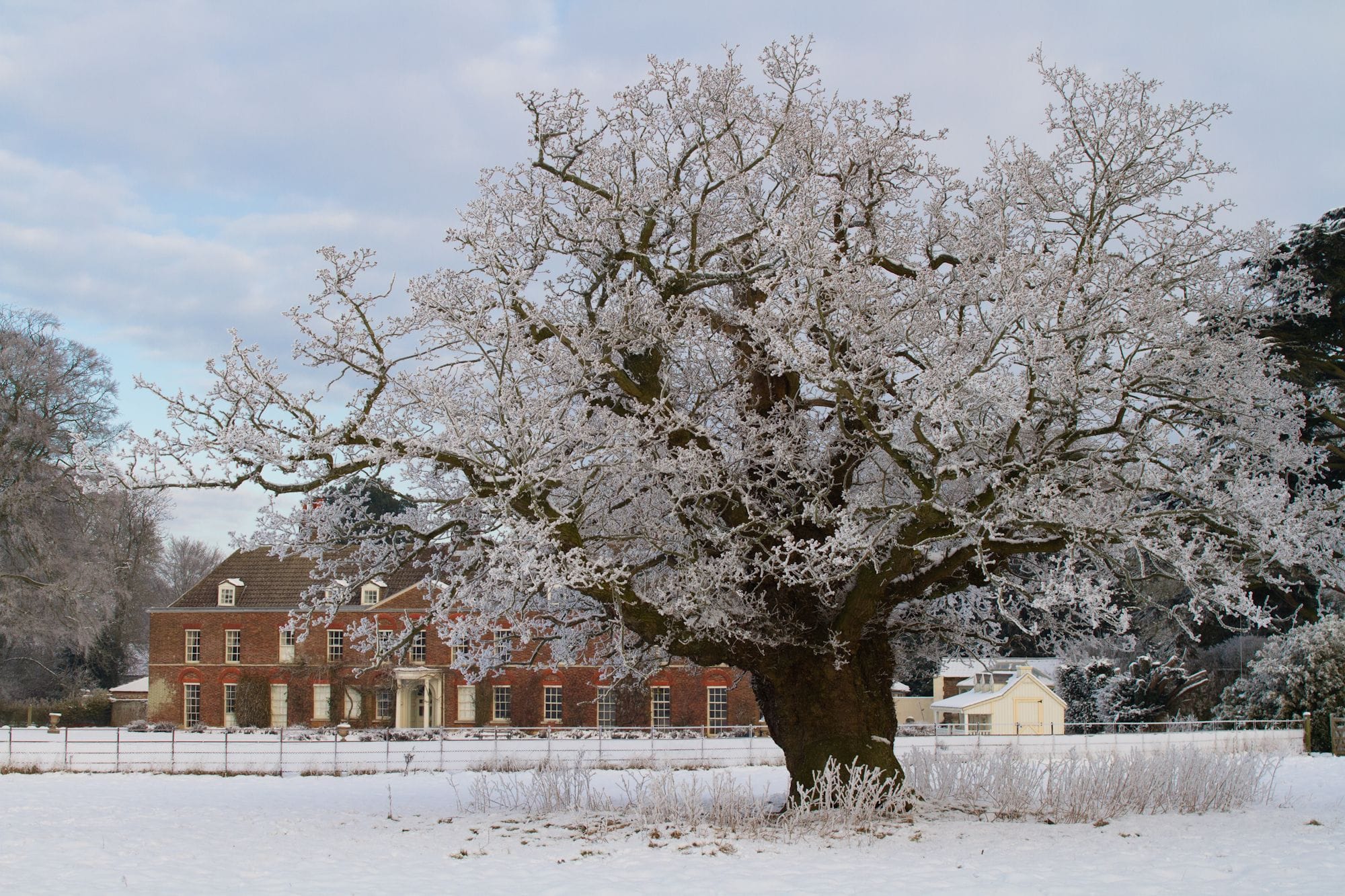 Frost-covered oak tree standing before the red-brick Anmer Hall in snow