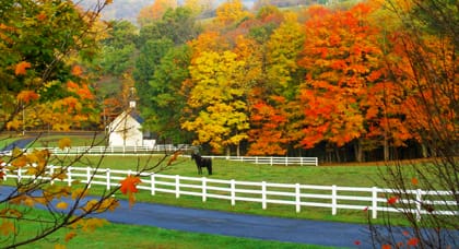 American countryside in autumn colour with white paddock fencing and a grazing horse