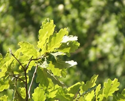 Sunlit green oak leaves on a branch against a blurred woodland background