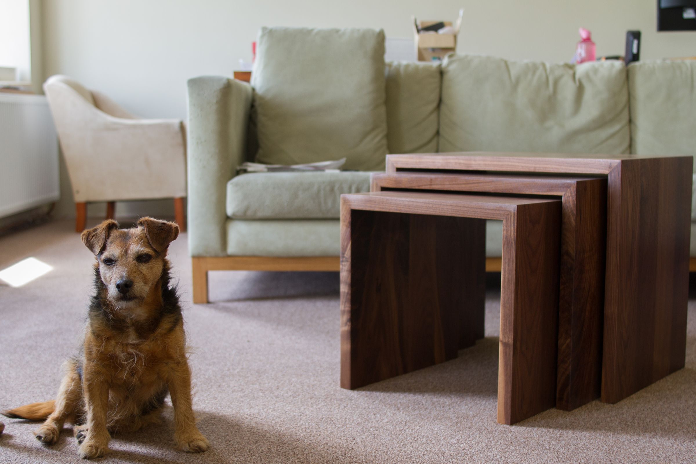 Nest of three walnut coffee tables in a living room, with a terrier sitting alongside